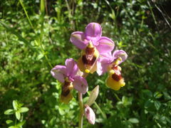 wilde orchidee:
Wespenragwurz