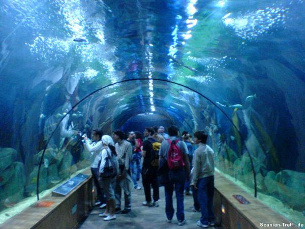 Begehbarer Aquarium Tunnel