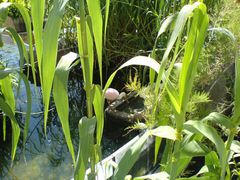 Vogel im Schilf