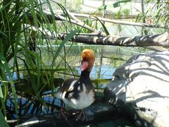 Ente