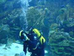 Taucher im Aquarium