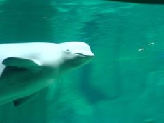 Beluga Weißwal