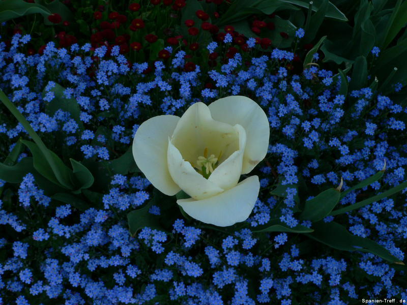 die schönsten Blumen