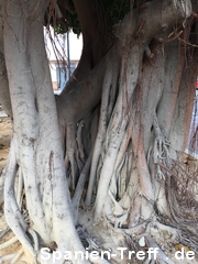 Gummibaum, Ficus