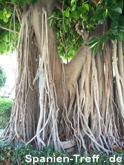 Gummibaum, Ficus