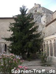 Baum im Rosengarten von Morella