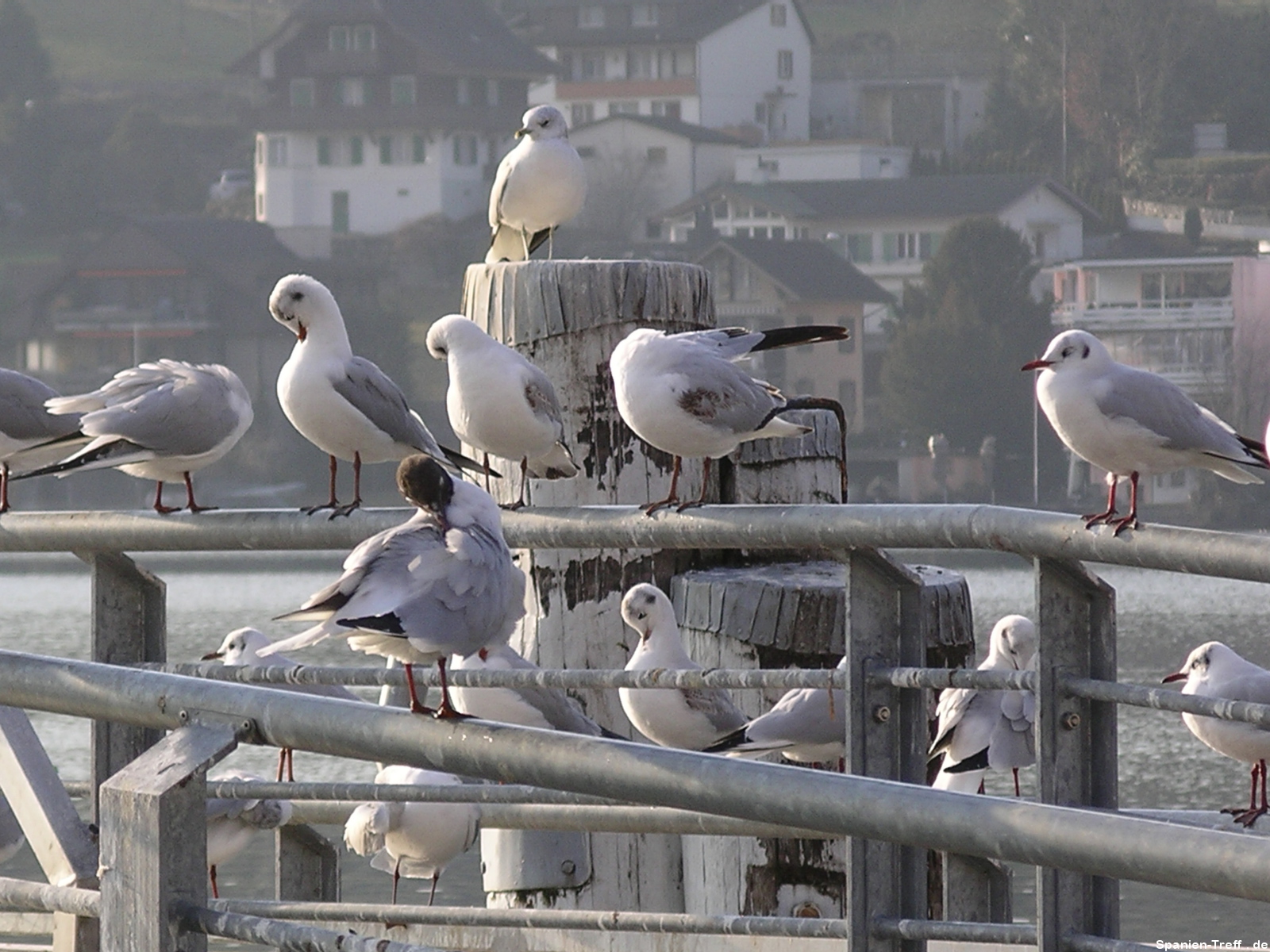 Vögel am Vierwaldstättersee