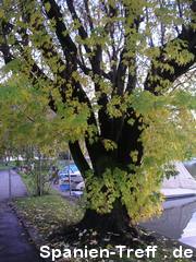 Baum am Hafen