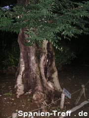 Meiji-jingū in Shibuya