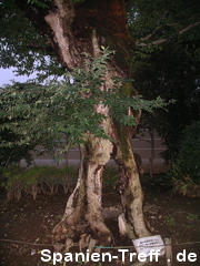 Meiji-jingū in Shibuya