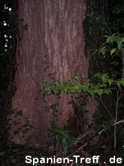 Meiji-jingū in Shibuya