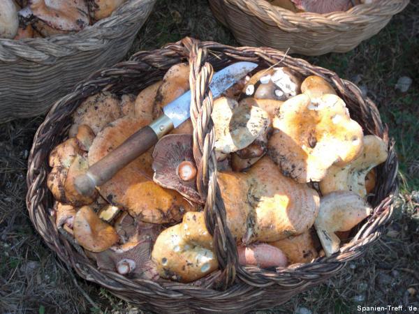 Pilze sammeln in Spanien und Hausmannskost im Wohnungsrestaurant