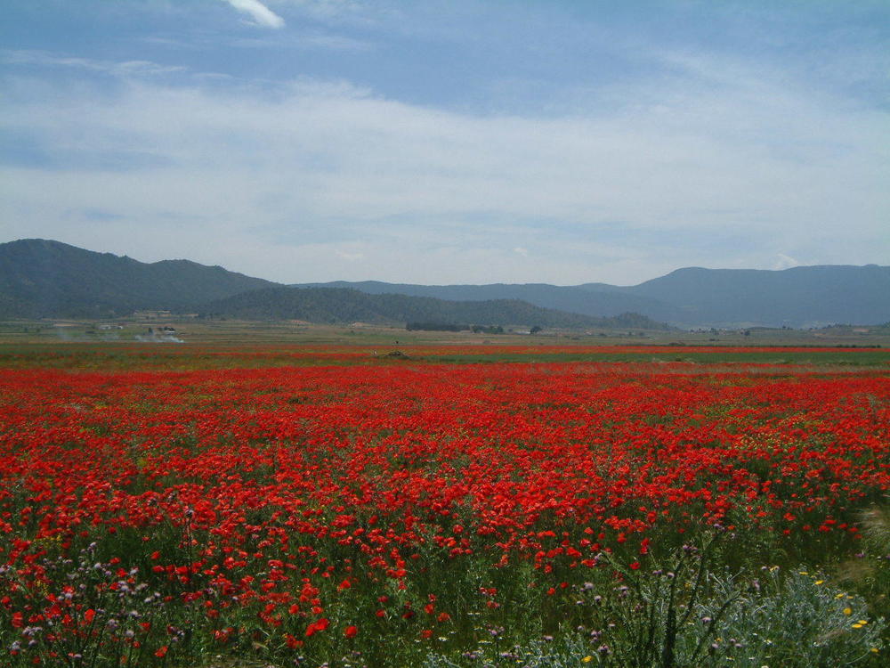 Blick im Frühjahr.jpg